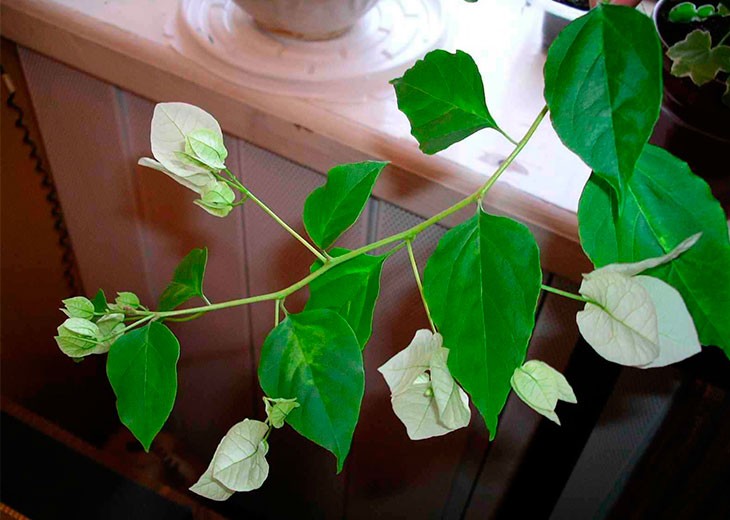 Как выращивать бугенвиллию в домашних условиях?