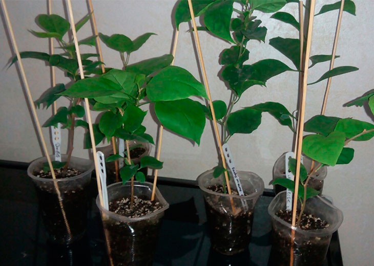 Как выращивать бугенвиллию в домашних условиях?