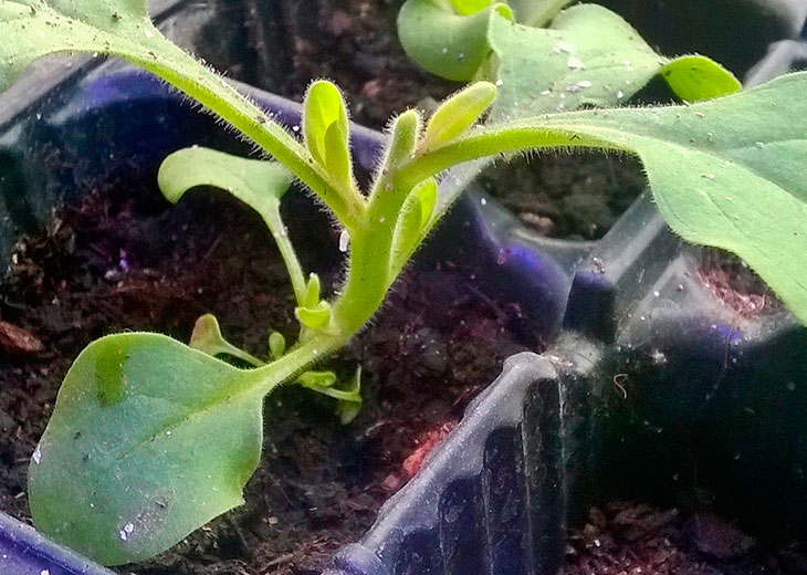 Уход и выращивание каскадной петунии